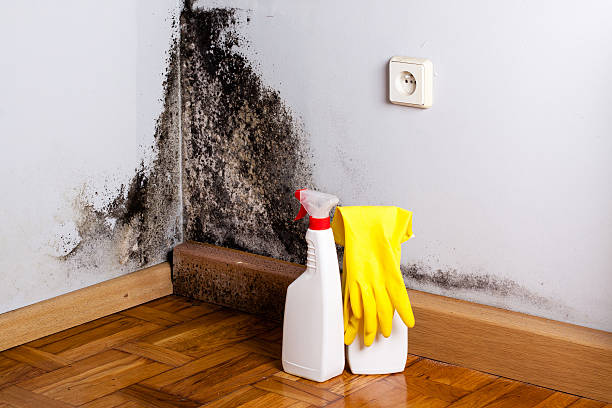 Best Mold removal after water damage  in USA